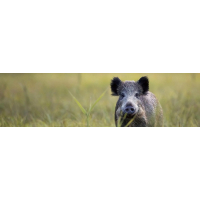 Vnadidlo na divočáky